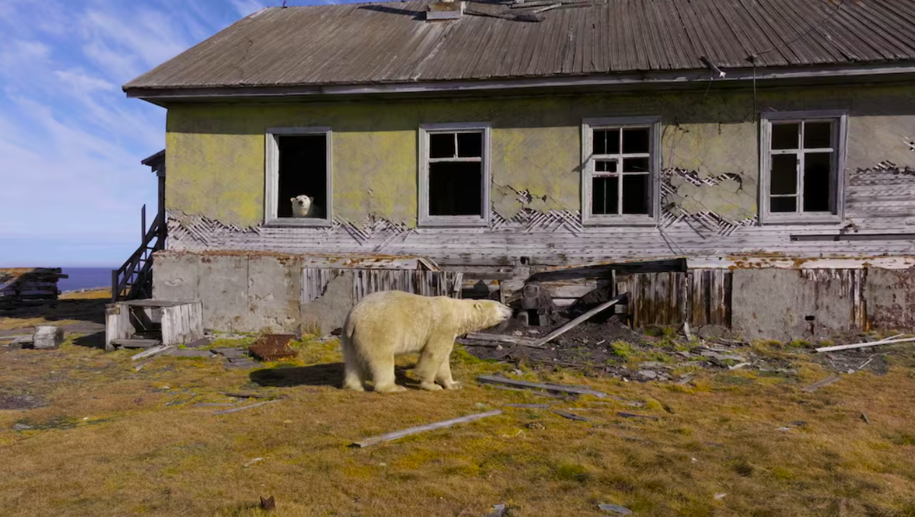 polar bears
